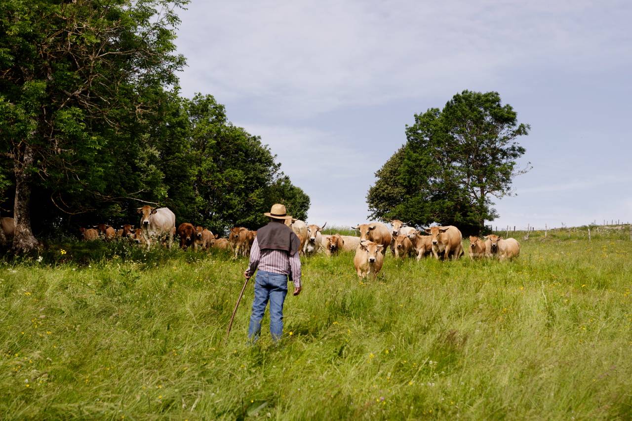 3.2 – Homme + Vache